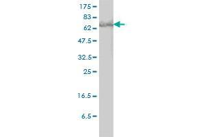 STAT3 monoclonal antibody (M01), clone 1D11-2A11 Western Blot analysis of STAT3 expression in HeLa .