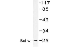 Western blot (WB) analysis of Bcl-w antibody in extracts from COLO cell (BCL2L2 anticorps)