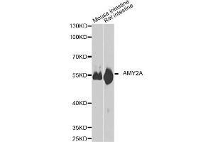 Western blot analysis of extracts of various cell lines, using AMY2A antibody. (AMY2A anticorps)