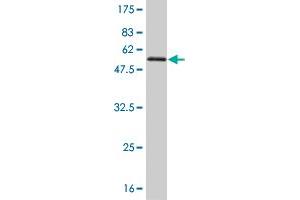 Western Blot detection against Immunogen (54. (TAZ anticorps  (AA 1-262))