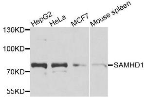 Western blot analysis of extracts of various cell lines, using SAMHD1 antibody. (SAMHD1 anticorps  (AA 387-626))