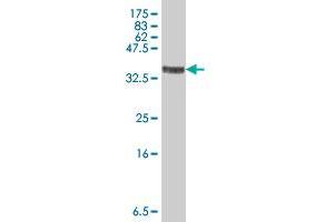 Western Blot detection against Immunogen (37.