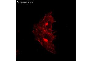 Immunofluorescence (IF) image for anti-Aquamarine Fluorescent Protein antibody (ABIN7273084) (Aquamarine Fluorescent Protein anticorps)