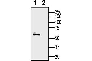 Western blot analysis of human Jurkat T-cell leukemia cell line lysate:1.