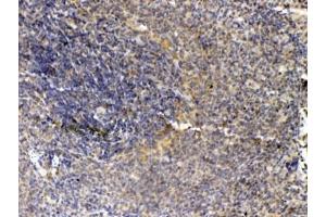 IHC testing of FFPE rat spleen tissue with Thrombopoietin antibody at 1ug/ml. (Thrombopoietin anticorps)