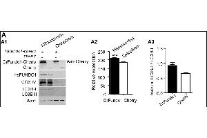 DrFundc1 reduced cell viability while inducing autophagy and apoptosis in transgenic 293T cells. (LC3B anticorps)