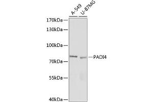 Western blot analysis of extracts of various cell lines, using P antibody (ABIN7269207) at 1:1000 dilution. (PAD4 anticorps  (AA 374-550))