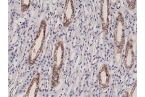 Immunohistochemical staining (Formalin-fixed paraffin-embedded sections) of human kidney with F11R monoclonal antibody, clone RM275 . (F11R anticorps  (N-Term))