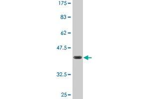 Western Blot detection against Immunogen (36.