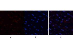 Immunofluorescence analysis of human uterus tissue. (HMGB1 anticorps  (N-Term))