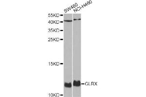 Western blot analysis of extracts of various cell lines, using GLRX antibody (ABIN1876503) at 1:1000 dilution. (Glutaredoxin 1 anticorps)