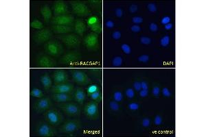 ABIN184690 Immunofluorescence analysis of paraformaldehyde fixed MCF7 cells, permeabilized with 0. (RACGAP1 anticorps  (C-Term))