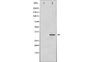 Western blot analysis of Syntaxin 1A expression in HT29 whole cell lysates,The lane on the left is treated with the antigen-specific peptide.