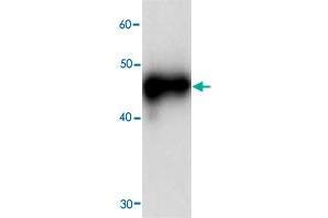 Western blot analysis in RPSA recombinant protein with RPSA monoclonal antibody, clone 69j0  at 1 : 1000 dilution. (RPSA/Laminin Receptor anticorps)