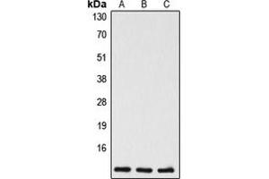 Western blot analysis of Caspase 5 p10 expression in Jurkat (A), mouse liver (B), rat liver (C) whole cell lysates. (Caspase 5 p10 anticorps  (C-Term))