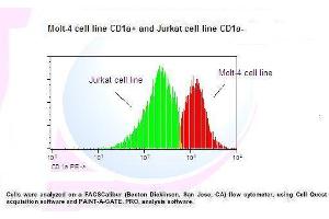 Image no. 1 for anti-CD1a (CD1a) antibody (PE) (ABIN1112082) (CD1a anticorps  (PE))
