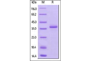 Mouse BCMA, Fc Tag on  under reducing (R) condition.