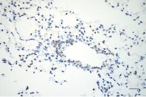 Immunohistochemistry was performed on paraffin-embedded mouse lung using USP39 antibody (ABIN7800735), 1:200).