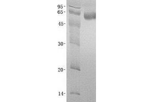 Validation with Western Blot