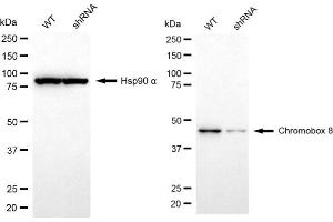 Western blotting analysis using chromobox 8 antibody (ABIN7798066).