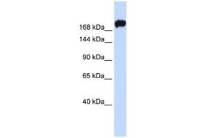 WB Suggested Anti-MYH9 Antibody Titration:  0. (Myosin 9 anticorps  (Middle Region))
