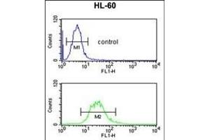 C14orf145 Antibody (Center) (ABIN652929 and ABIN2842595) flow cytometric analysis of HL-60 cells (bottom histogram) compared to a negative control cell (top histogram). (CEP128 anticorps  (AA 906-935))