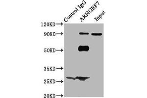 ARHGEF7 Antikörper  (AA 1-250)