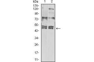 Western blot analysis using CD183 mouse mAb against Hela (1) and L-02 (2) cell lysate. (CXCR3 anticorps)