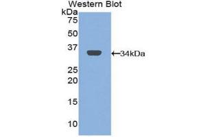 Western Blotting (WB) image for anti-Mannose Receptor, C Type 1 (MRC1) (AA 225-492) antibody (ABIN1859879) (Macrophage Mannose Receptor 1 anticorps  (AA 225-492))