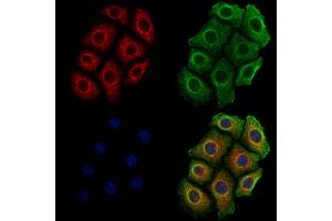ABIN6261363 and ABIN6278853 staining Hela cells by IF/ICC. (CALY anticorps  (Internal Region))