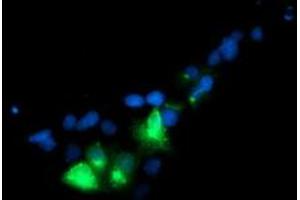 Immunofluorescence (IF) image for anti-Golgi Membrane Protein 1 (GOLM1) antibody (ABIN1498494) (GOLM1 anticorps)