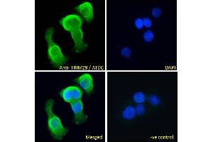 ABIN571104 Immunofluorescence analysis of paraformaldehyde fixed A431 cells, permeabilized with 0. (TRIM29 anticorps  (Internal Region))
