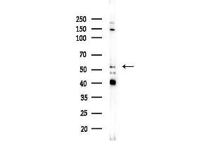 Western blot analysis of lysates from COS-7 cells(heat-shock, 45 min treatment), using Cytochrome P450 1/2 Antibody at 1/1000 dilution.