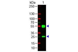 Mouse IgG (H&L) Antibody 549 Conjugated Western Blot. (Chèvre anti-Souris IgG (Heavy & Light Chain) Anticorps (DyLight 549) - Preadsorbed)