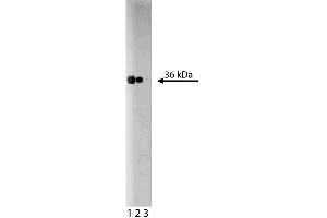 Western blot analysis of RACK1 on a Jurkat lysate. (GNB2L1 anticorps  (AA 113-317))