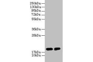 Western blot All lanes: DAOA antibody at 2 μg/mL Lane 1: PC-3 whole cell lysate Lane 2: Mouse gonadal tissue Secondary Goat polyclonal to rabbit IgG at 1/10000 dilution Predicted band size: 19, 2, 10, 15 kDa Observed band size: 19 kDa (DAOA anticorps  (AA 1-153))