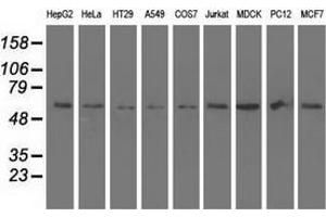 Western blot analysis of extracts (35 µg) from 9 different cell lines by using anti-SNTA1 monoclonal antibody. (SNTA1 anticorps)