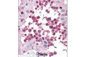 Formalin-fixed and paraffin-embedded human Testis tissue reacted with HS antibody (ABIN388133 and ABIN2846370) , which was peroxidase-conjugated to the secondary antibody, followed by AEC staining.