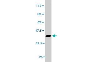 Western Blot detection against Immunogen (36.