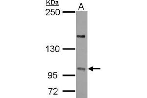 Western Blotting (WB) image for anti-Protein Phosphatase 4, Regulatory Subunit 4 (PPP4R4) (C-Term) antibody (ABIN1491842) (PPP4R4 anticorps  (C-Term))