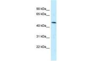 Image no. 1 for anti-Sulfide Quinone Reductase-Like (SQRDL) (AA 209-258) antibody (ABIN6747850) (SQRDL anticorps  (AA 209-258))