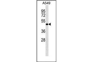 Western blot analysis of LRRC26 Antibody (C-term) in A549 cell line lysates (35ug/lane). (LRRC26 anticorps  (C-Term))