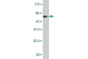 Western Blot detection against Immunogen (75. (FLI1 anticorps  (AA 1-452))