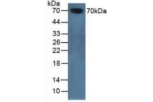 Western blot analysis of Mouse Serum. (SERPINA10 anticorps  (AA 22-448))