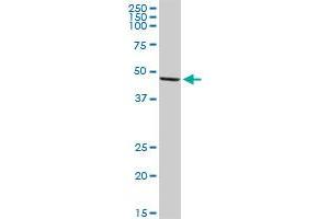 TGFB1I1 MaxPab rabbit polyclonal antibody.