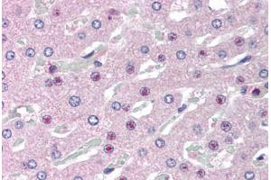 Human Liver (formalin-fixed, paraffin-embedded) stained with C14orf68 antibody ABIN298066 at 2. (SLC25A47 anticorps  (AA 242-254))
