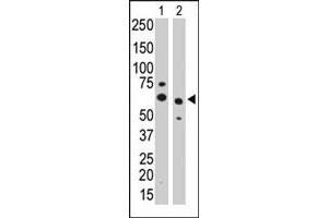The PPM1G polyclonal antibody  is used in Western blot to detect PPM1G in CHO cell lysate (Lane 1) and mouse heart tissue lysate (Lane 2) . (PPM1G anticorps  (Internal Region))