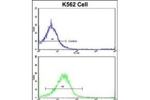 Flow cytometric analysis of K562 cells using UNC5C Antibody (Center)(bottom histogram) compared to a negative control cell (top histogram).