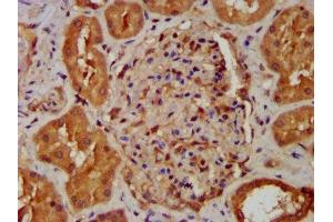 IHC image of ABIN7160937 diluted at 1:400 and staining in paraffin-embedded human kidney tissue performed on a Leica BondTM system. (NDUFB8 anticorps  (AA 29-132))
