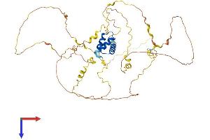 AlphaFold protein structure predicition of Mouse Recombinant Irx1 Protein, UniprotID P81068